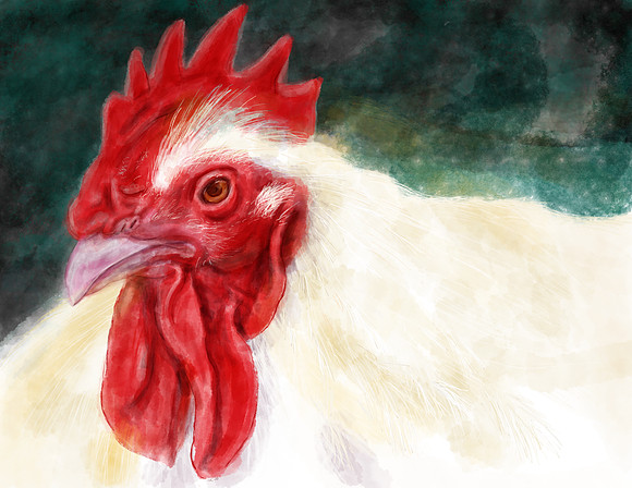 Red Rooster